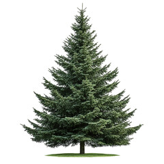 Fototapeta premium Majestic Evergreen Tree