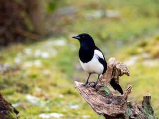 Elster (Pica pica)