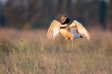 During the breeding season, the attraction display of the male Little bustard is a spectacular one....