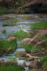 Heron stands gracefully by a flowing river surrounded by rocks and lush greenery in South Africa