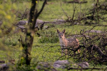 Curious jackal stands amidst a lush green landscape, framed by branches and foliage