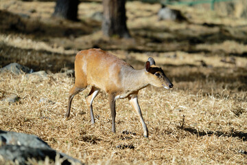 Red-flanked duiker in the forest