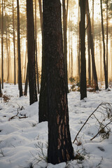 zima,wschód słońca,mgła  © Marcin Łazarczyk