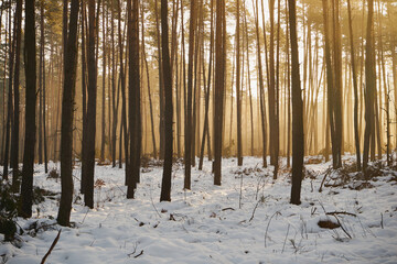 zima,wschód słońca,mgła  © Marcin Łazarczyk