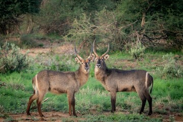 Two waterbucks standing in a lush green landscape with dense bushes in the background