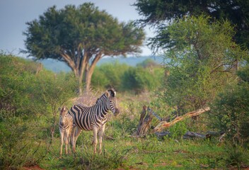 Zebras standing in lush green savannah landscape with trees, showcasing African wildlife