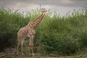 Giraffe standing amidst lush green bushes in a natural habitat under an overcast sky