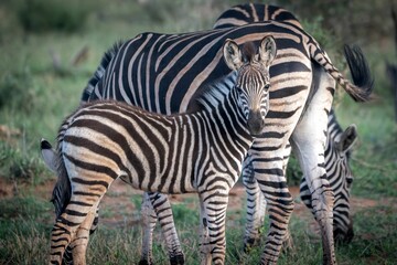 Close-up of a zebra foal standing beside its mother in a grassy savannah landscape.