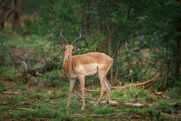 Graceful impala standing in lush green African savannah, showcasing its slender form