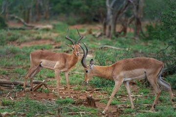 Two impalas in a lush green savannah, with one grazing and the other standing alert