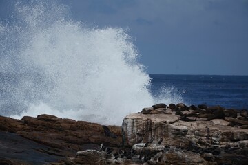 Waves crashing against rocky shore with sea lions and seabirds under a clear sky.