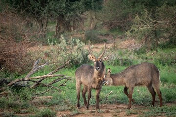 Two waterbucks in a lush African savanna, standing together amidst green foliage and dry branches.