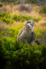 Baboon sits among lush green bushes in a natural setting, showcasing its serene expression
