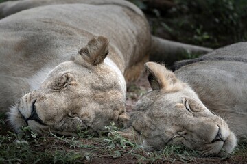 Close-up of two lions peacefully sleeping on grass in a natural habitat, in the African savannah.