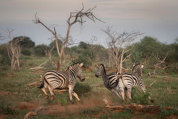 Obraz premium Three zebras running in the African savannah with sparse trees and green grass under a cloudy sky.