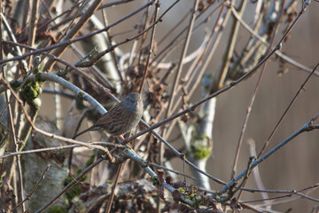 dunnock sitting in the bush