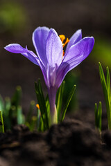 Spring nature, landscape. Bloom flower crocus or saffron. 