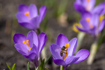 Spring nature, landscape. Bloom flower crocus or saffron. Bee on purple flower collects pollen.