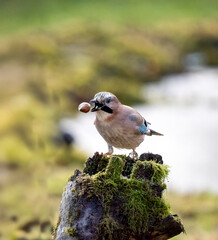 Eichelhäher (Garrulus glandarius)