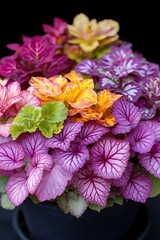 Obraz premium Vibrant Begonia Medley: A Colorful Tapestry of Flowers and Leaves