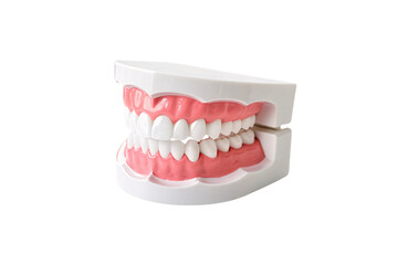Obraz premium A dental model with realistic teeth, neatly set against a clean white background, combining aesthetics with educational purpose. Isolated on a transparent background