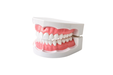A dental model with realistic teeth, neatly set against a clean white background, combining aesthetics with educational purpose. Isolated on a transparent background