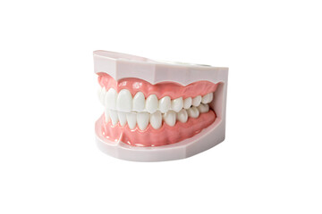 Obraz premium A lifelike dental model with white teeth and pink gums, ideal for illustrating oral health or teaching dental care. Isolated on a transparent background