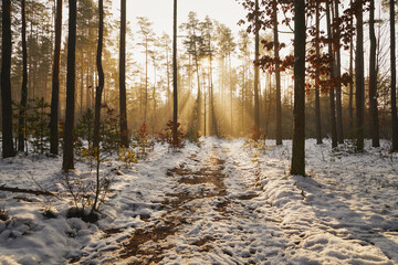 zima,wschód słońca,mgła,leśna ścieżka  © Marcin Łazarczyk