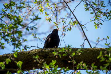 A spring photograph of a blackbird perched on a blooming tree branch. The image captures the essence of spring with fresh blooms, soft lighting, and a serene atmosphere. 