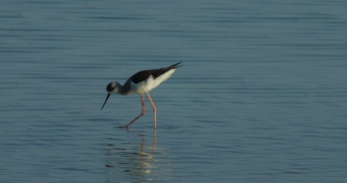 Migrating shore bird wintering in Sitra