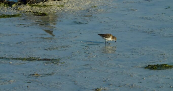 Migrating shore bird wintering in Sitra