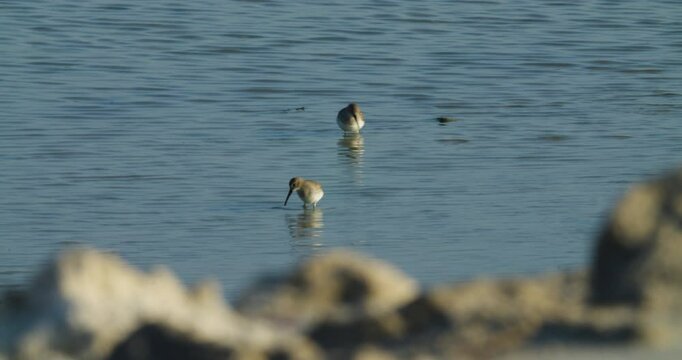 Migrating shore birds wintering in Sitra