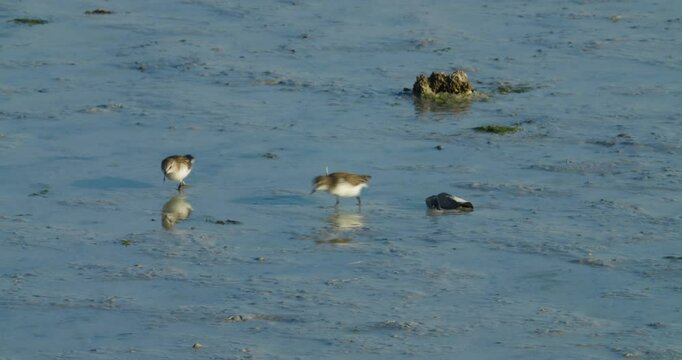 Migrating shore birds wintering in Sitra