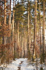 zima,leśna ścieżka  © Marcin Łazarczyk