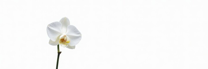 Single White Orchid stem on isolated white background, calm, isolation, quiet