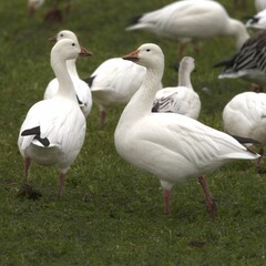 Snow geese foraging on a green field.