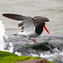 Oystercatcher on Mossy Rock by Water