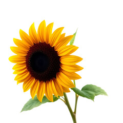 Obraz premium Suflower with seeds and green leaves isolated on white background, Close-up of a vibrant yellow sunflower with detailed petals and center, 