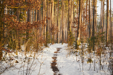 zima,leśna ścieżka  © Marcin Łazarczyk