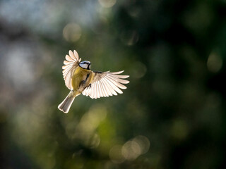Blaumeise (Cyanistes caeruleu)