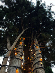 Fototapeta premium A group of thuja trees wrapped with glowing warm-yellow string lights
