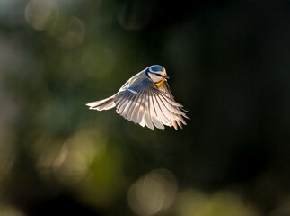 Blaumeise (Cyanistes caeruleu)