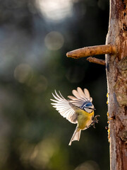 Naklejka premium Blaumeise&nbsp;(Cyanistes caeruleu)
