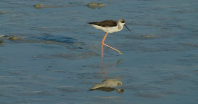 Migrating shore bird wintering in Sitra