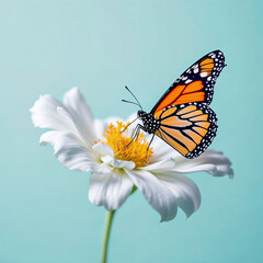 Fototapeta premium A butterfly is perched on a white flower. Concept of tranquility and beauty, as the delicate butterfly rests on the vibrant flower. The combination of the butterfly's bright colors