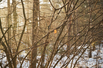 zima,gałęzie  © Marcin Łazarczyk