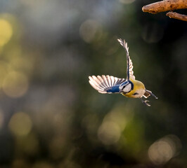 Blaumeise (Cyanistes caeruleu)