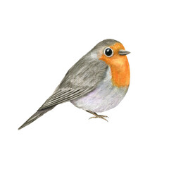 Watercolor sitting red Robin Bird illustration. Spring cute little bird with orange breast. European Erithacus rubecula for Valentine day, mother day cards, greetings, Christmas design