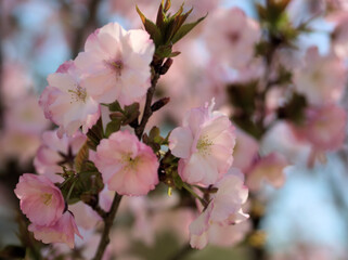 4月に咲いたサクラ「ベニユタカ（紅豊）」