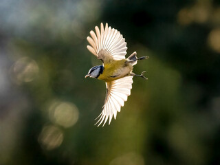 Blaumeise (Cyanistes caeruleu)